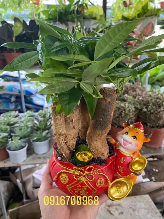 Tiểu cảnh sân vườn đẳng cấp từ Hoa Sen Việt