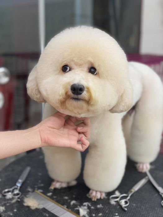 Tuyệt tác chăm sóc thú cưng - Hành trình làm đẹp tại Pet House qua ống kính nghệ thuật