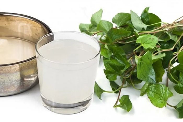 Hình ảnh: Lá diếp cá - Dược liệu trị ho từ thiên nhiên