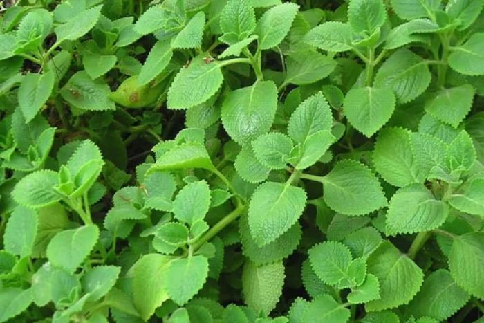 Hình ảnh: Lá húng chanh - Thần dược trị ho tự nhiên