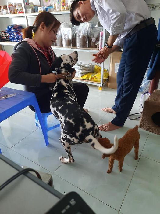 Hình ảnh ấn tượng về Phòng khám thú y Càng Long