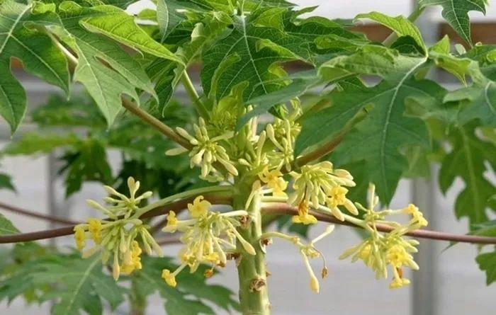 Hình ảnh: Hoa đu đủ đực - Dược liệu quý trị ho