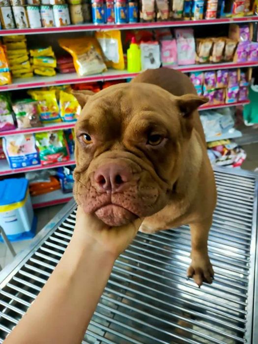 Hình ảnh Phòng khám Thú Y Trảng Bàng 2