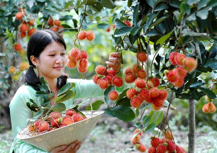 Bộ sưu tập hình ảnh đặc sắc: Vườn trái cây ông Sáu Dương qua ống kính nghệ thuật