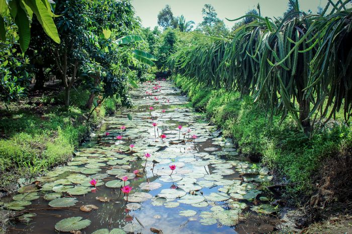 Bộ sưu tập hình ảnh: Vẻ đẹp bốn mùa tại Vườn trái cây Ba Cống