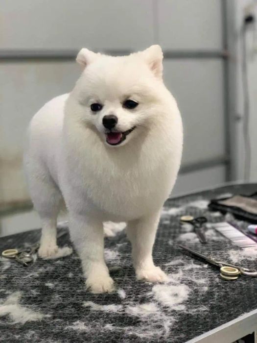 Hình ảnh Phòng khám Thú Y Châu Toàn 2
