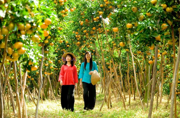 Bộ ảnh đặc sắc: Khung cảnh thanh bình tại vườn ông Sáu Dương