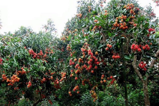 Vườn trái cây Chín Hồng ảnh 1 - Không gian xanh mát đậm chất miệt vườn