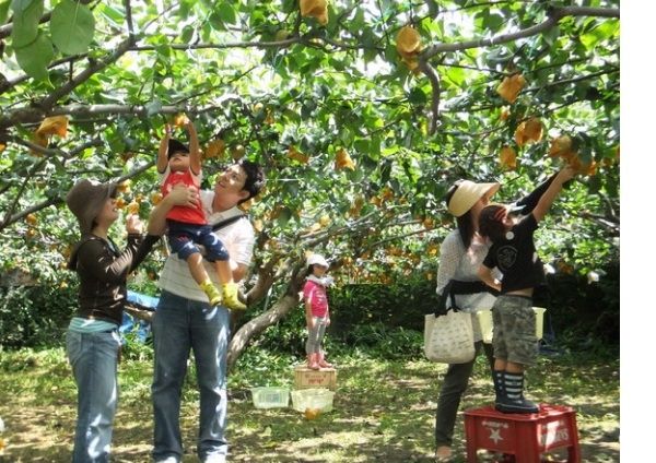 Hình ảnh vườn trái cây Ba Láng - Ốc đảo xanh miền Tây