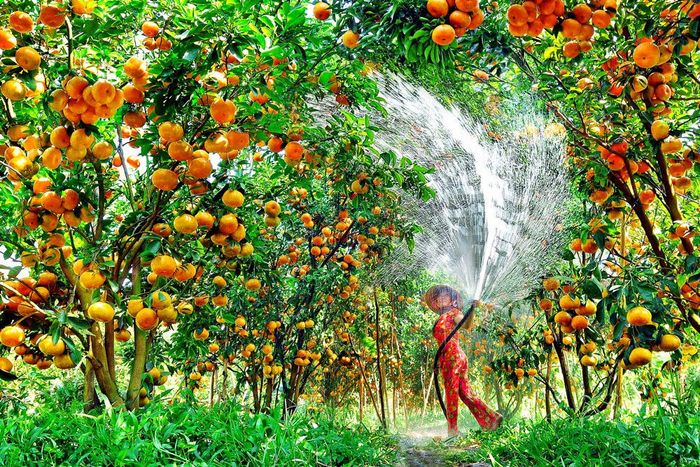 Bộ sưu tập hình ảnh: Sắc màu bốn mùa tại Vườn trái cây Mỹ Khánh