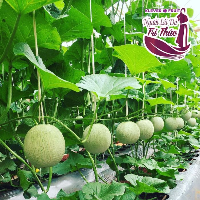 Bộ sưu tập trái cây đặc sản từ nhiều quốc gia tại Klever Fruit