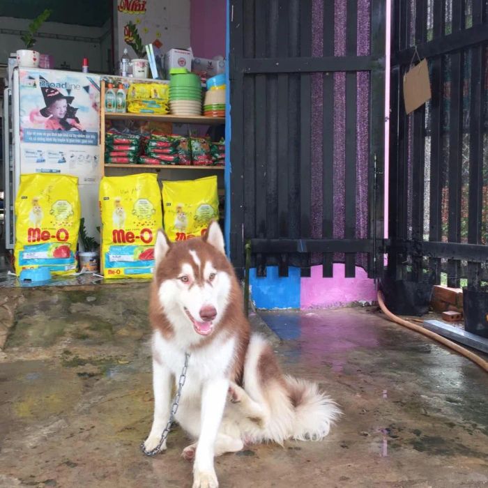 Hình ảnh Thú y Vinh Phát 2