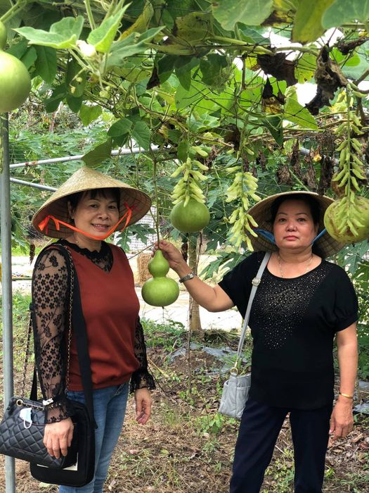 Vườn trái cây Bà Hiệp ảnh 1 - Không gian xanh mát đậm chất miệt vườn Nam Bộ
