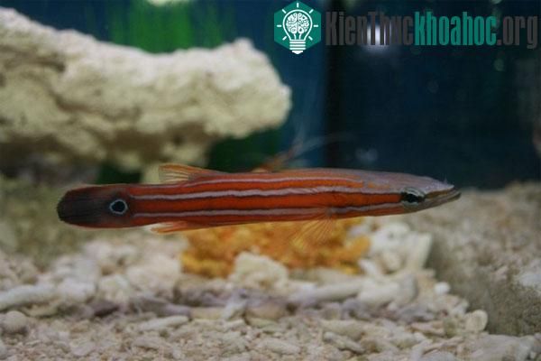 [Ảnh] Cá Perch đầu dẹt - Loài cá đặc hữu chỉ tìm thấy ở vùng biển Australia
