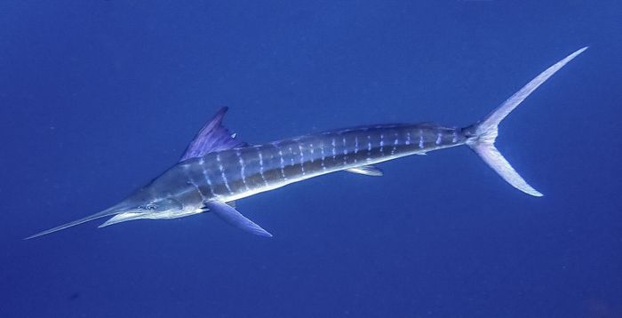 Hình ảnh cá Marlin sọc - Kiếm khách đầy kiêu hãnh của biển cả
