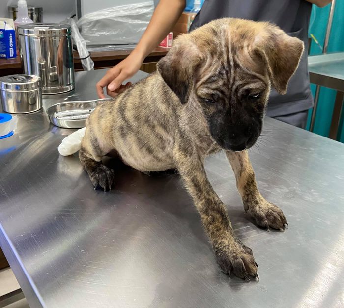 Không gian khám chữa bệnh hiện đại tại VSA Pet Clinic