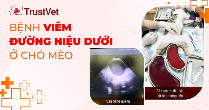 Hình ảnh đội ngũ bác sĩ tận tâm tại TrustVet