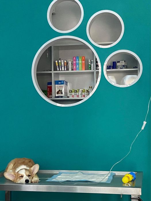 Hình ảnh đội ngũ bác sĩ tận tâm tại VSA Pet Clinic