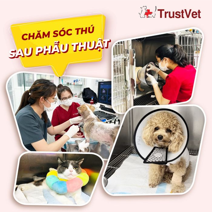 Hình ảnh Bệnh Viện Thú Y TrustVet