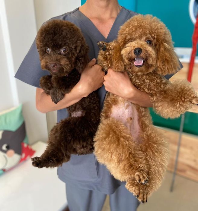 Không gian hiện đại tại VSA Pet Clinic
