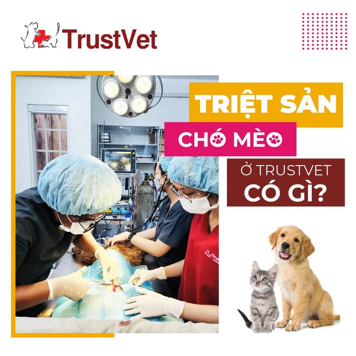 Hình ảnh không gian hiện đại tại Bệnh Viện Thú Y TrustVet