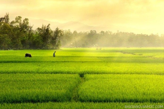 Ảnh minh họa (Nguồn internet) ảnh 1