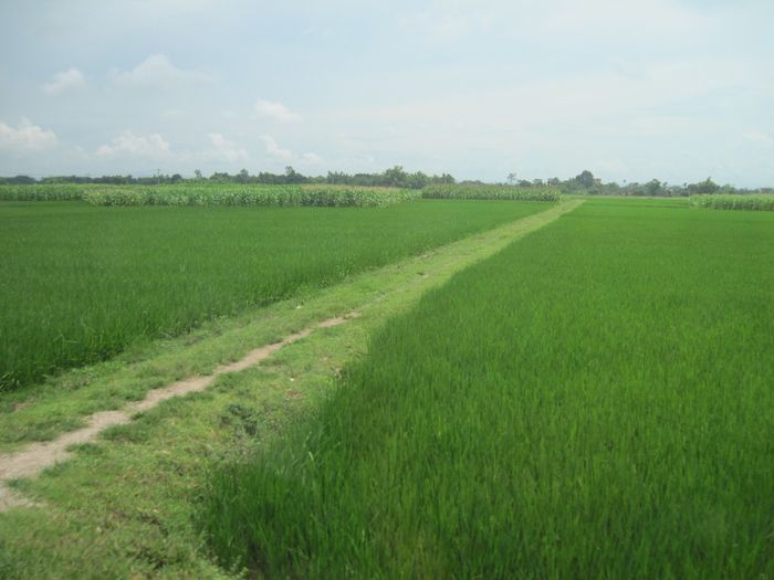 Ảnh minh họa (Nguồn internet) ảnh 1