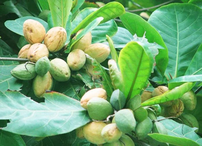Hình ảnh minh họa chân thực (Nguồn: internet) ảnh 1