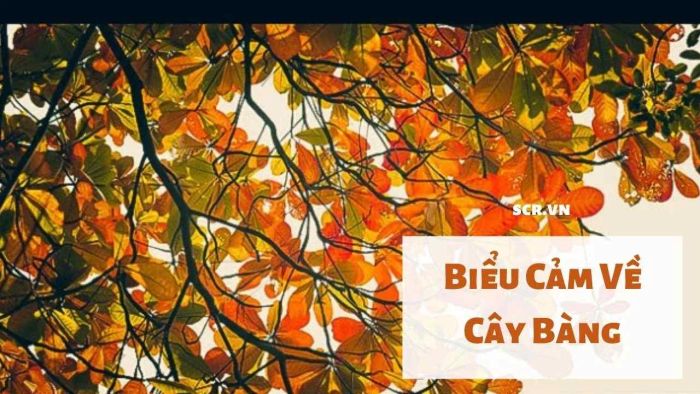 Hình ảnh minh họa đặc sắc (Nguồn: internet) ảnh 1