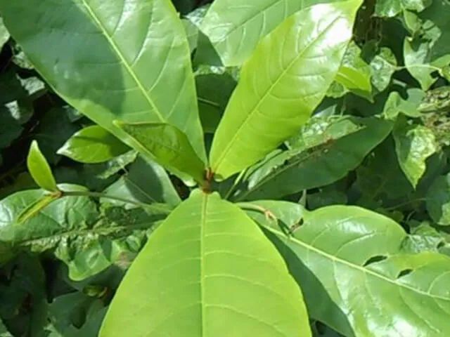 Hình ảnh minh họa sống động (Nguồn: internet) ảnh 2