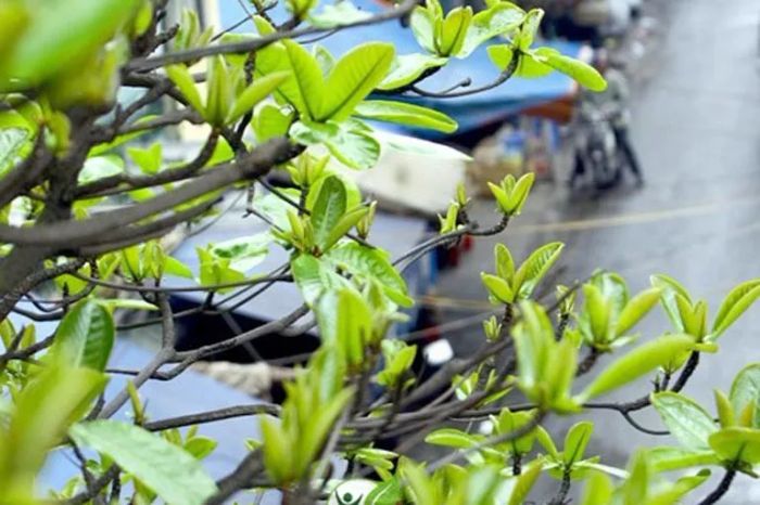 Hình ảnh minh họa chân thực (Nguồn: internet) ảnh 1