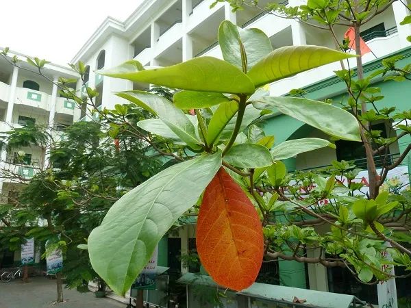 Hình ảnh minh họa số 1: Cây bàng qua ống kính nghệ thuật (Nguồn: Internet)