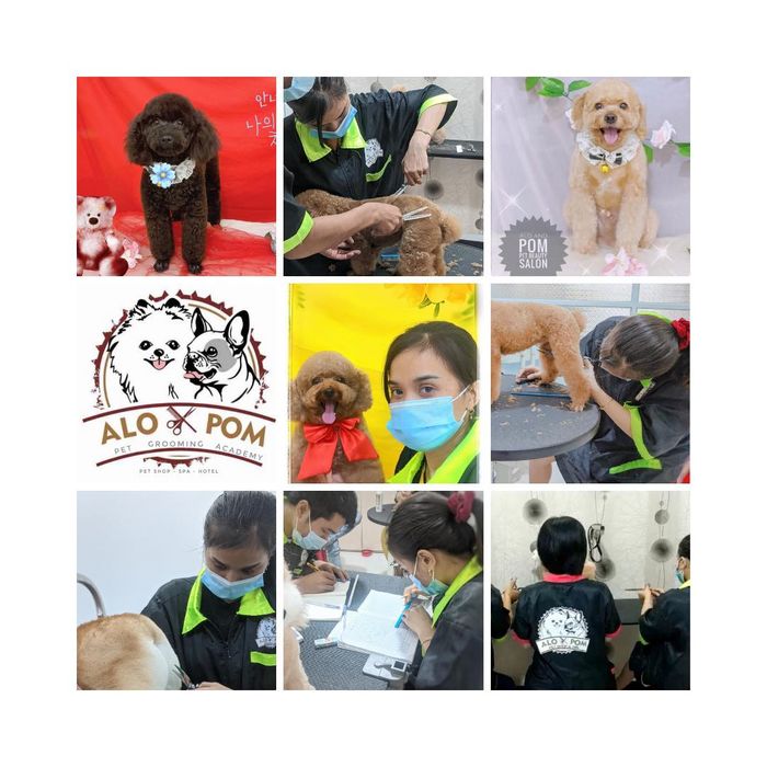 Hình ảnh của Alo and Pom Pet Grooming Academy - Ảnh 2