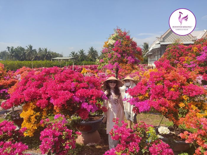 Rooster Mekong - Những căn bungalow ẩn mình trong vườn trái cây - Ảnh 2