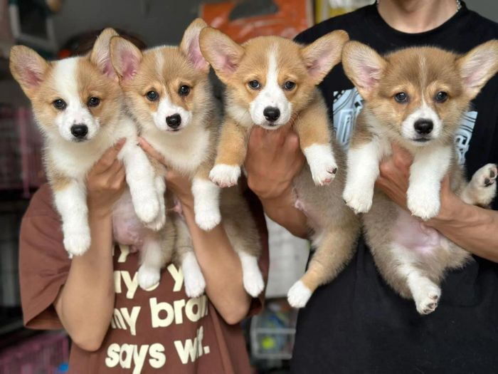 Happy PetShop - Không gian cửa hàng