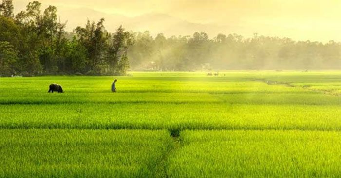 Hình ảnh minh họa cánh đồng quê (Nguồn: Internet)