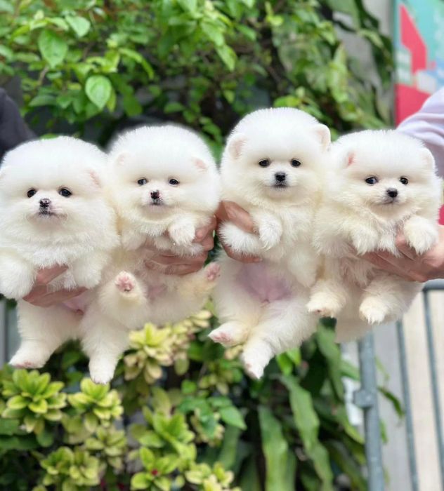 KHA PET SHOP - Không gian cửa hàng