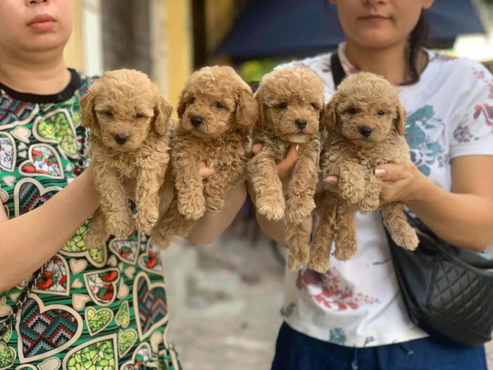 Thế Giới Thú Cưng Đà Nẵng - Không gian cửa hàng