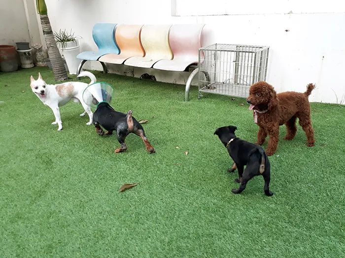 Bệnh viện Thú Y Petcare ảnh 2