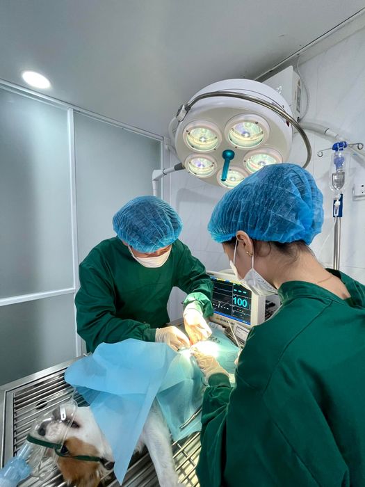 Không gian hiện đại tại Phòng Khám Thú Y Pet Joy