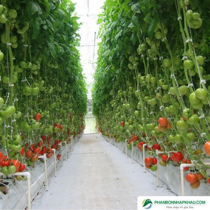 Hình ảnh phân tưới nhỏ giọt Multi K 2