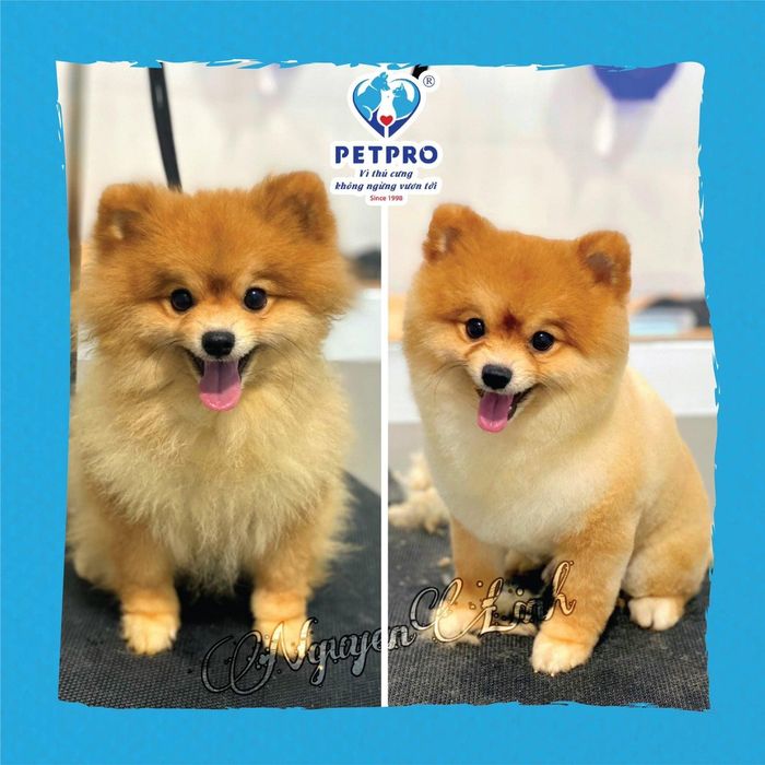 Không gian hiện đại tại Bệnh Viện Thú Y PetPro