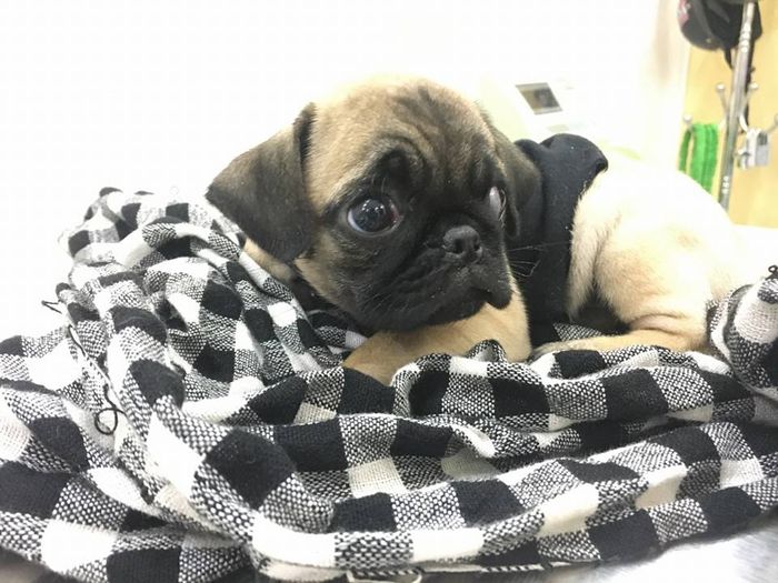 Không gian hiện đại tại Phòng Khám Thú Y AUDI PET
