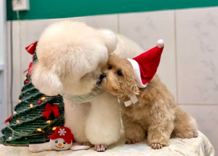 Hình ảnh đội ngũ bác sĩ tận tâm tại Pet Joy