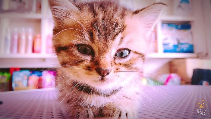 Hình ảnh phòng khám ThiThi Pet Clinic & Pet Shop