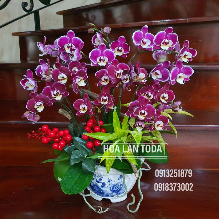 Không gian trưng bày hoa lan nghệ thuật