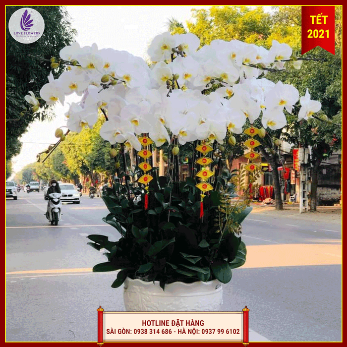 Nghệ thuật trưng bày lan hồ điệp tại LOVE FLOWERS