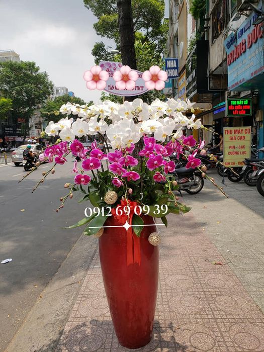 Bộ sưu tập lan hồ điệp đặc biệt tại Bảo Ái Orchid's