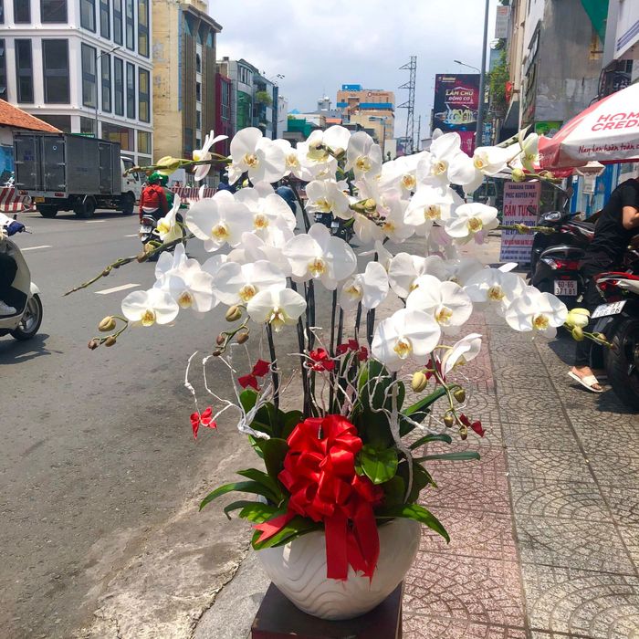 Khoảnh khắc lan hồ điệp khoe sắc tại Orchids World