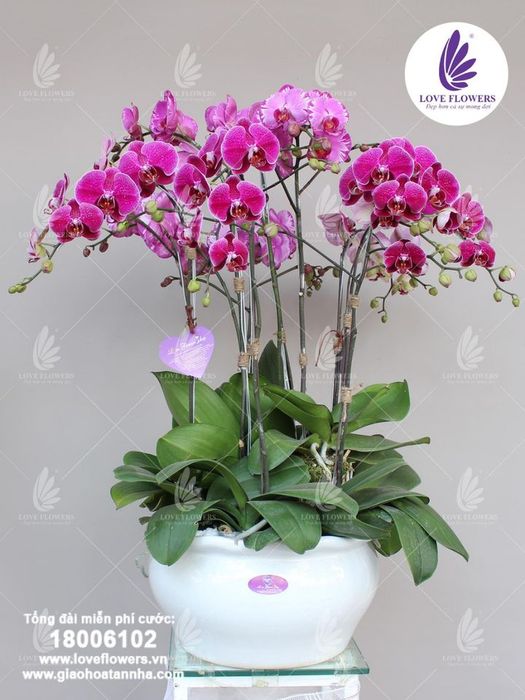 Nghệ thuật bài trí lan hồ điệp đón Tết
